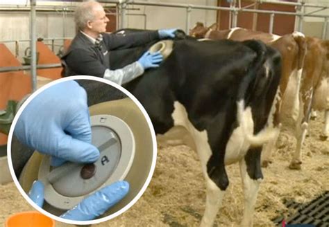 vache a hublot hoax|INSOLITE. Les vaches à hublot oeuvrent pour la science.